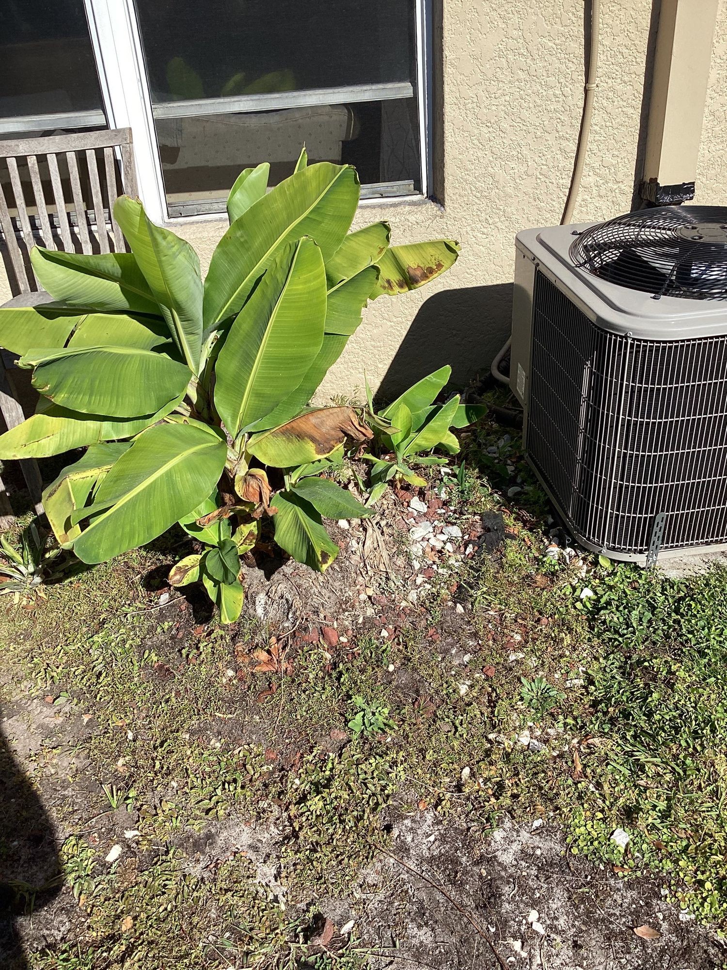 AC condensers tucked behind landscaping after the relocation in Riverview
